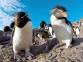 Rockhopper Penguin
