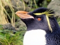 Rockhopper Penguin