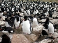 Rockhopper Penguin