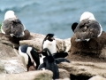 Rockhopper Penguin