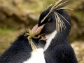 Rockhopper Penguin