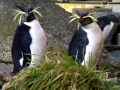 Rockhopper Penguin