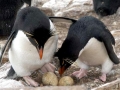 Rockhopper Penguin