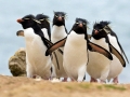 Rockhopper Penguin