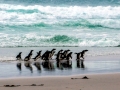 Rockhopper Penguin
