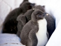 Rockhopper Penguin