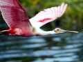 Roseate Spoonbill