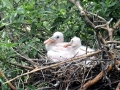 Roseate Spoonbill