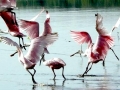 Roseate Spoonbill
