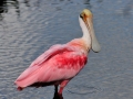 Roseate Spoonbill