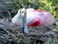 Roseate Spoonbill