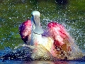 Roseate Spoonbill
