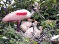 Roseate Spoonbill