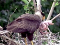 Roseate Spoonbill