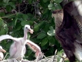Roseate Spoonbill