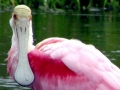 Roseate Spoonbill
