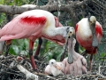 Roseate Spoonbill