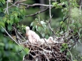 Roseate Spoonbill