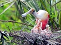 Roseate Spoonbill
