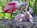 Roseate Spoonbill