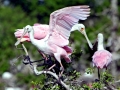 Roseate Spoonbill
