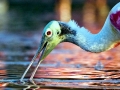 Roseate Spoonbill