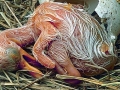 Roseate Spoonbill