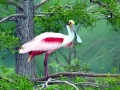 Roseate Spoonbill