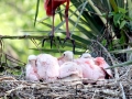 Roseate Spoonbill
