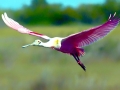 Roseate Spoonbill