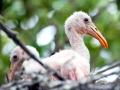 Roseate Spoonbill