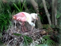 Roseate Spoonbill