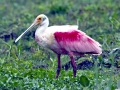 Roseate Spoonbill