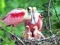 Roseate Spoonbill