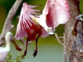 Roseate Spoonbill