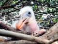 Roseate Spoonbill