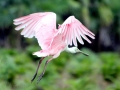 Roseate Spoonbill