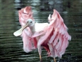 Roseate Spoonbill