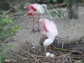 Roseate Spoonbill