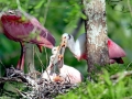 Roseate Spoonbill