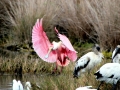 Roseate Spoonbill
