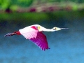 Roseate Spoonbill