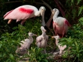 Roseate Spoonbill