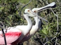 Roseate Spoonbill