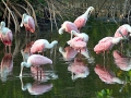 Roseate Spoonbill