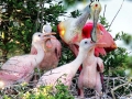 Roseate Spoonbill