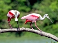 Roseate Spoonbill
