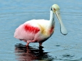 Roseate Spoonbill