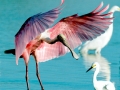 Roseate Spoonbill
