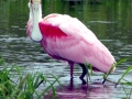 Roseate Spoonbill